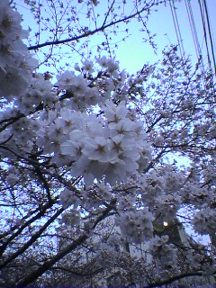 桜
